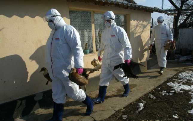 2020.01.17 - Înformare ANSVSA cu privire la focarul de gripă aviară identificat la o exploatație din Județul Maramureș.
